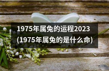 1975年属兔的运程2025(1975年属兔的是什么命)