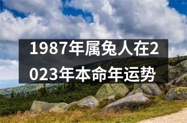 1987年属兔人在2025年本命年运势