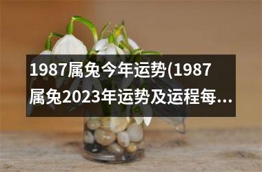 <h3>1987属兔今年运势(1987属兔2025年运势及运程每月运程)