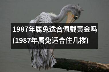 <h3>1987年属兔适合佩戴黄金吗(1987年属兔适合住几楼)