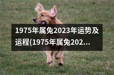 1975年属兔2025年运势及运程(1975年属兔2025年运势及运程每月运程)