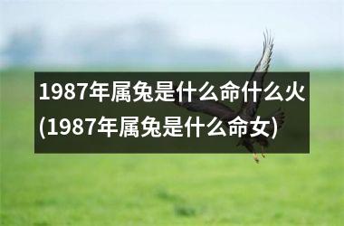 <h3>1987年属兔是什么命什么火(1987年属兔是什么命女)