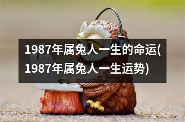 1987年属兔人一生的命运(1987年属兔人一生运势)