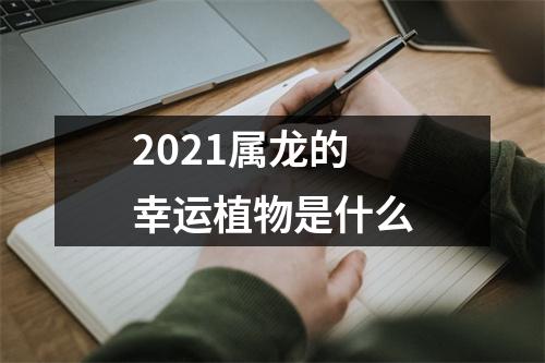 2025属龙的幸运植物是什么