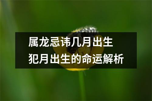 属龙忌讳几月出生犯月出生的命运解析