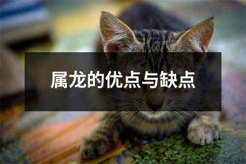 <h3>属龙的优点与缺点