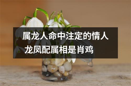 属龙人命中注定的情人龙凤配属相是肖鸡