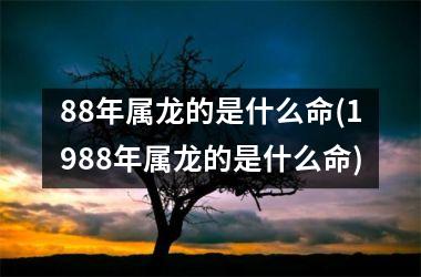 88年属龙的是什么命(1988年属龙的是什么命)