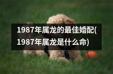 <h3>1987年属龙的最佳婚配(1987年属龙是什么命)