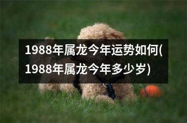 <h3>1988年属龙今年运势如何(1988年属龙今年多少岁)