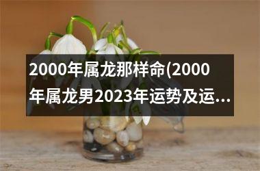 <h3>2000年属龙那样命(2000年属龙男2025年运势及运程)