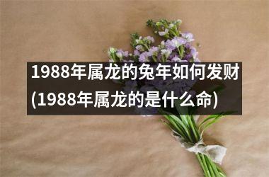 <h3>1988年属龙的兔年如何发财(1988年属龙的是什么命)