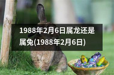 <h3>1988年2月6日属龙还是属兔(1988年2月6日)