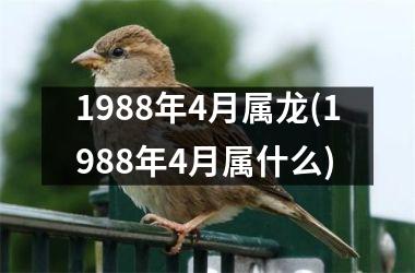 <h3>1988年4月属龙(1988年4月属什么)