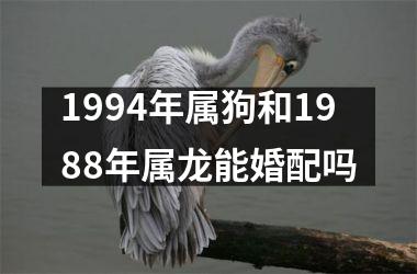 1994年属狗和1988年属龙能婚配吗