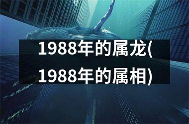 1988年的属龙(1988年的属相)