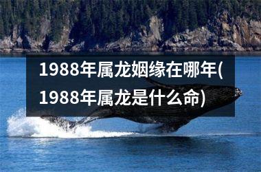 <h3>1988年属龙姻缘在哪年(1988年属龙是什么命)