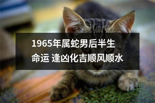 <h3>1965年属蛇男后半生命运逢凶化吉顺风顺水