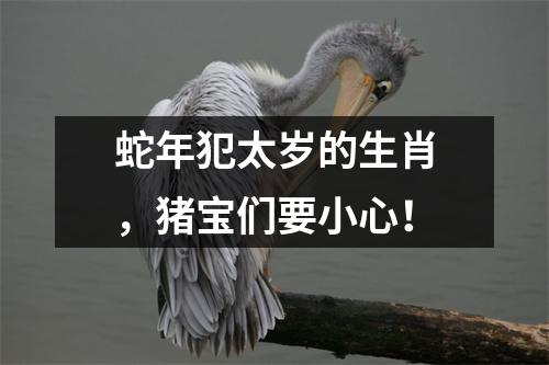 <h3>蛇年犯太岁的生肖，猪宝们要小心！