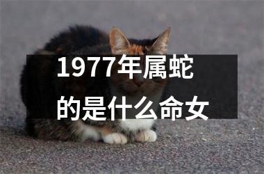 <h3>1977年属蛇的是什么命女