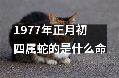 1977年正月初四属蛇的是什么命