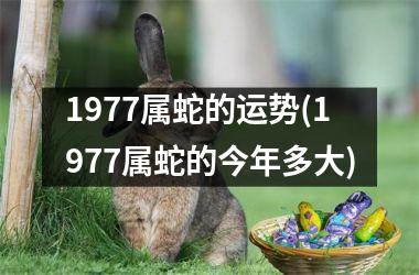 1977属蛇的运势(1977属蛇的今年多大)