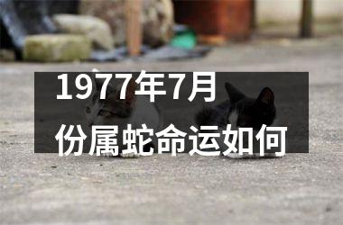 1977年7月份属蛇命运如何