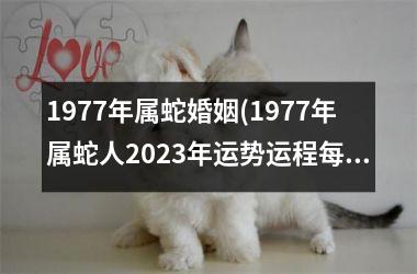 1977年属蛇婚姻(1977年属蛇人2025年运势运程每月运程)