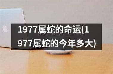 <h3>1977属蛇的命运(1977属蛇的今年多大)