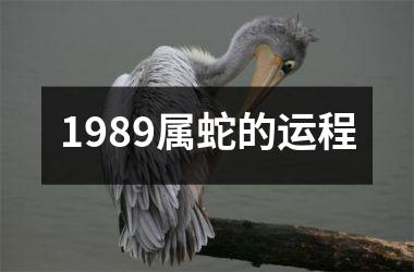 1989属蛇的运程