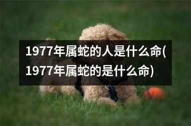 1977年属蛇的人是什么命(1977年属蛇的是什么命)