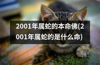 2001年属蛇的本命佛(2001年属蛇的是什么命)