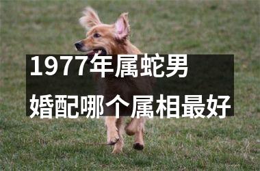 1977年属蛇男婚配哪个属相最好