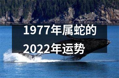 1977年属蛇的2025年运势