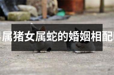 男属猪女属蛇的婚姻相配吗