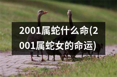 2001属蛇什么命(2001属蛇女的命运)