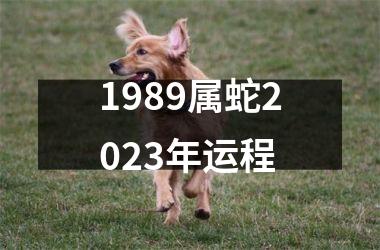 1989属蛇2025年运程