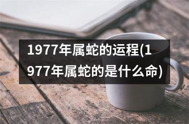 1977年属蛇的运程(1977年属蛇的是什么命)