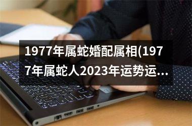 1977年属蛇婚配属相(1977年属蛇人2025年运势运程每月运程)