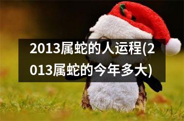 2013属蛇的人运程(2013属蛇的今年多大)