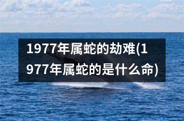 1977年属蛇的劫难(1977年属蛇的是什么命)