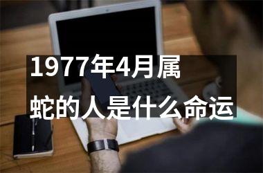 1977年4月属蛇的人是什么命运