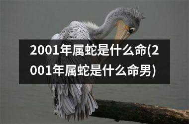 2001年属蛇是什么命(2001年属蛇是什么命男)