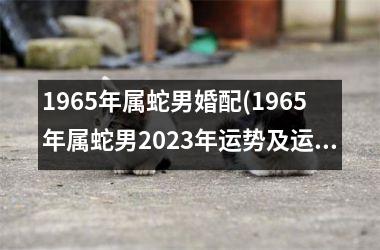 1965年属蛇男婚配(1965年属蛇男2025年运势及运程详解)