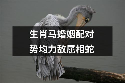 <h3>生肖马婚姻配对势均力敌属相蛇