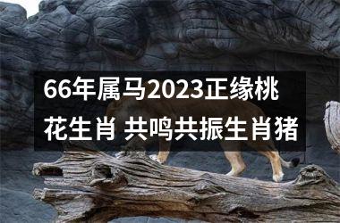 66年属马2025正缘桃花生肖 共鸣共振生肖猪