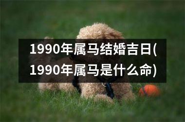 1990年属马结婚吉日(1990年属马是什么命)