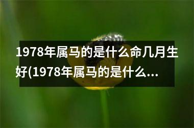 1978年属马的是什么命几月生好(1978年属马的是什么命五行属什么)