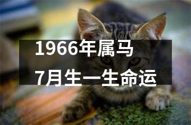 1966年属马7月生一生命运