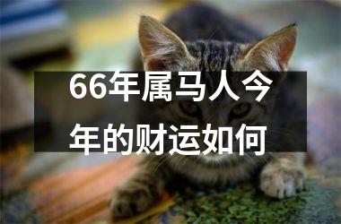 66年属马人今年的财运如何